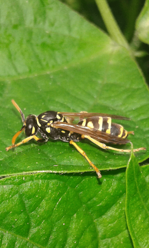 Polistes dominula (Vespidae)? S, parassitata